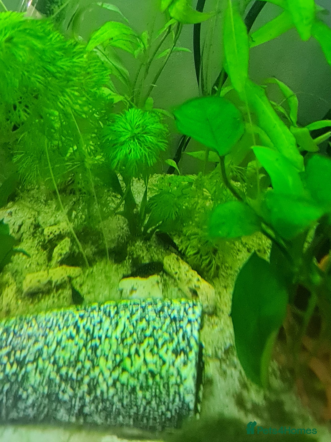 Catfish fish for sale: 22 Baby Common Bristlenose Catfish  - Image 6