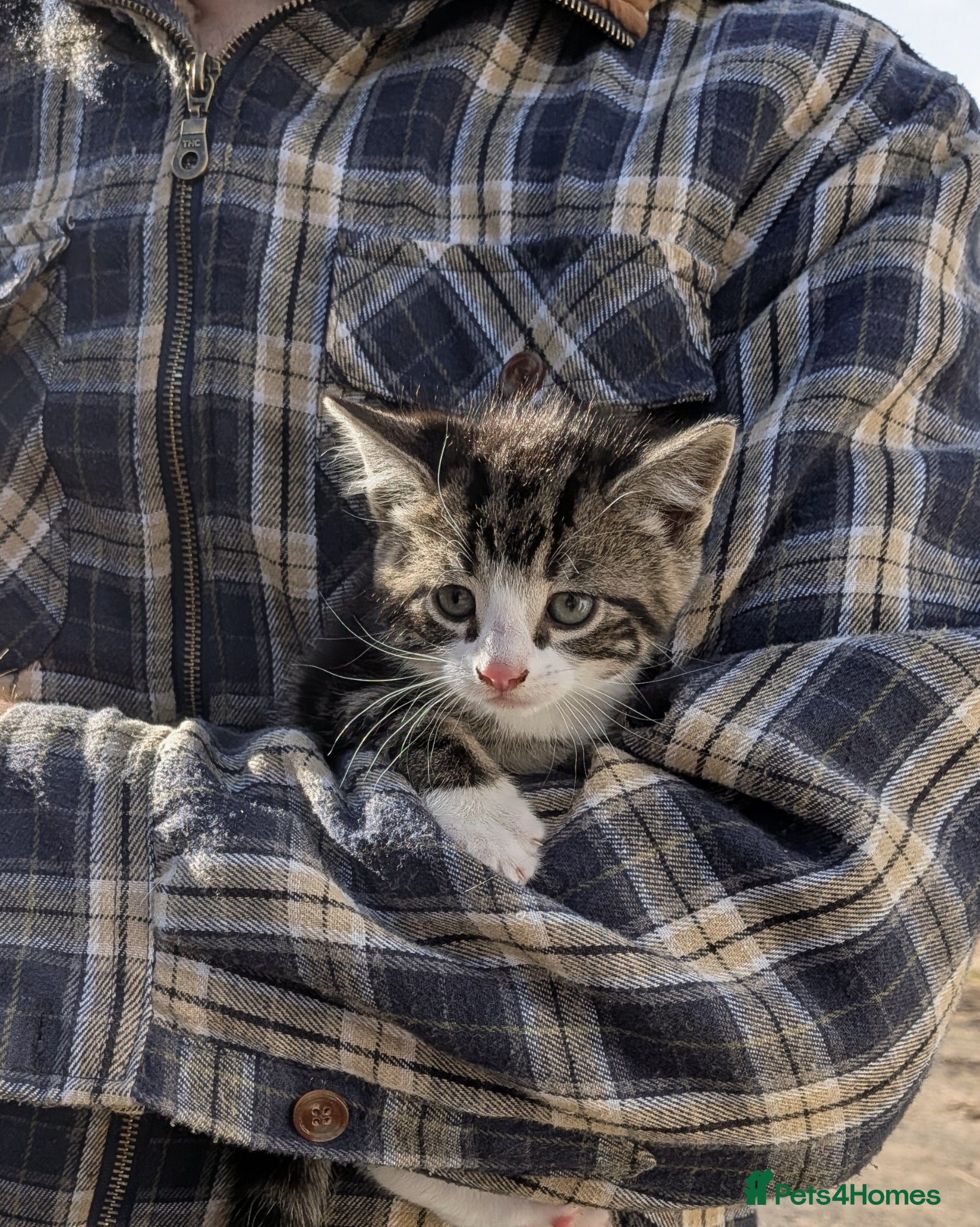 Mixed Breed cats 5 Adorable Kittens looking for their new homes - Advert 18