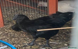 Chickens poultry for sale: Ayam Cemani Male Cockerel 6 month old  - Image 7