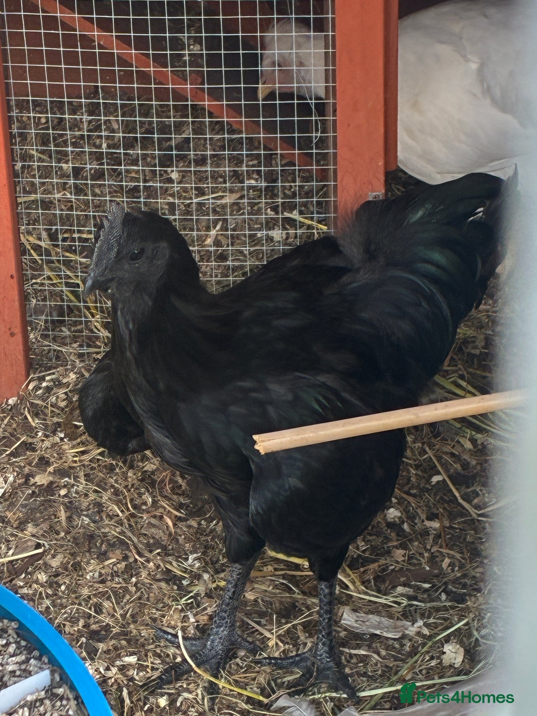 Chickens poultry for sale: Ayam Cemani Male Cockerel 6 month old  - Image 7