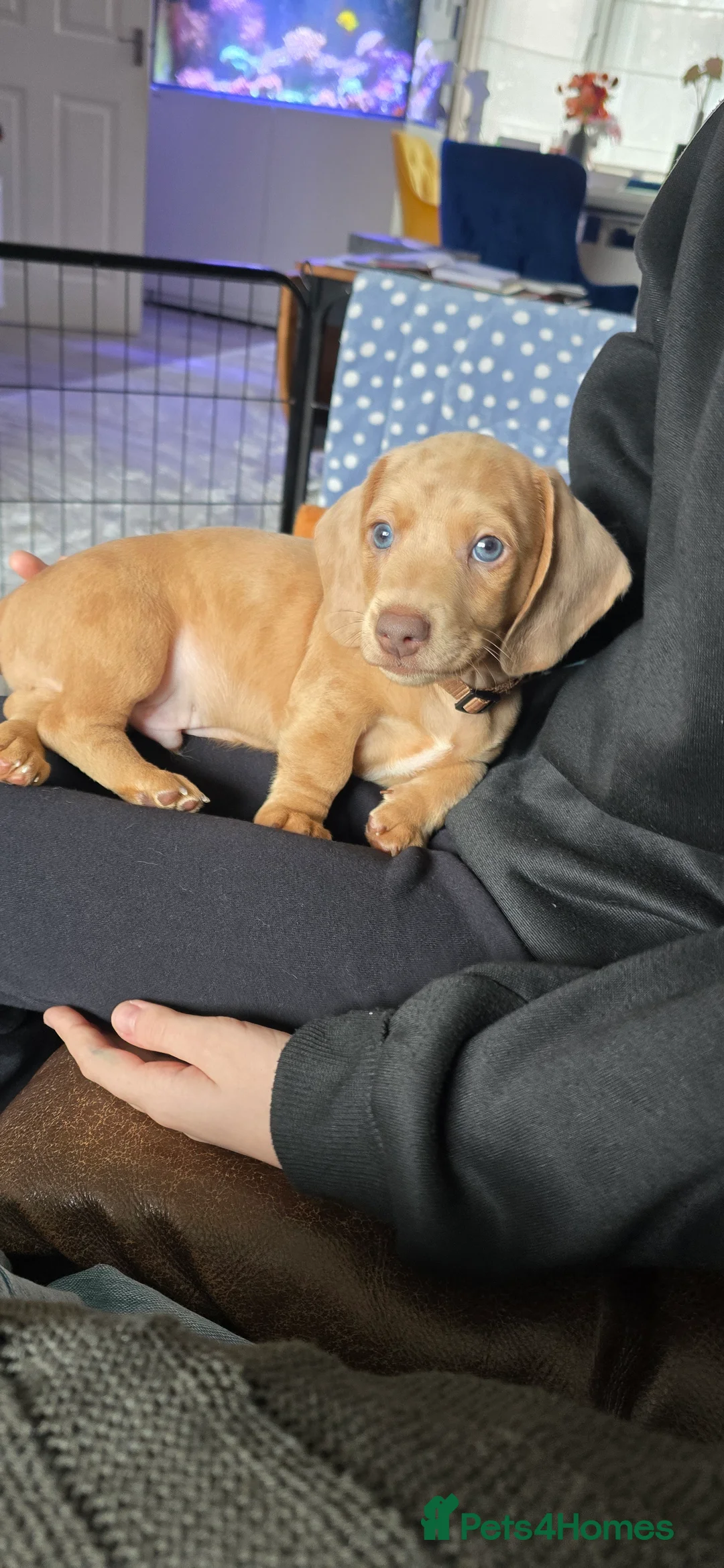 Miniature Dachshund dogs for sale: KC registered miniature Dachshund 🐶  - Advert 7
