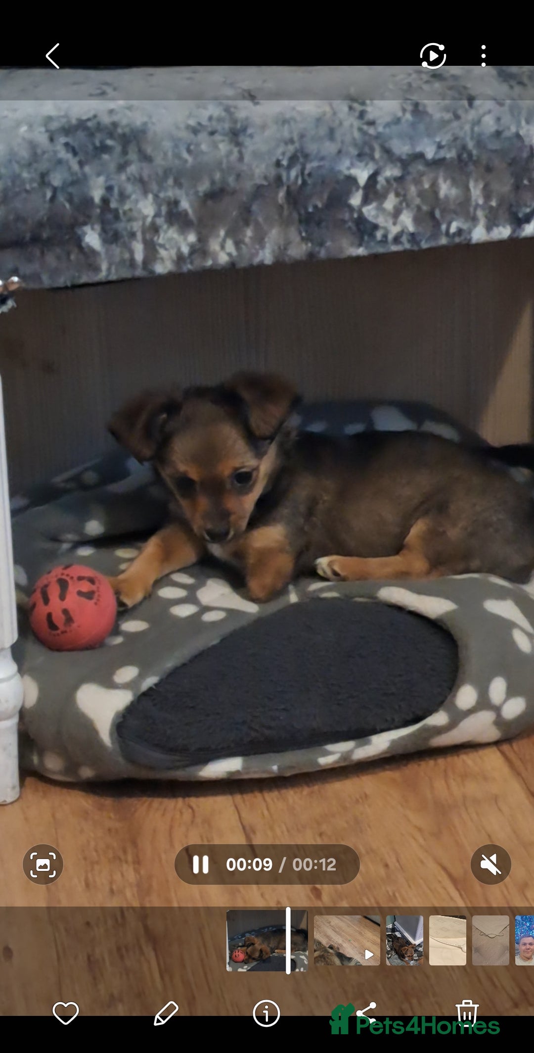 Mixed Breed dogs for sale: 12 week old puppy - Advert 1