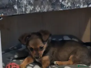 Mixed Breed dogs 12 week old puppy - Advert 9