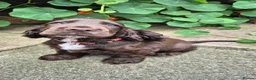Cocker Spaniel dogs for sale: 1 Chocolate show type boy left - Advert 4