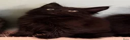 Maine Coon cats for sale: Maine Coon Absolutely  beautiful Kittens for Sale  - Advert 15