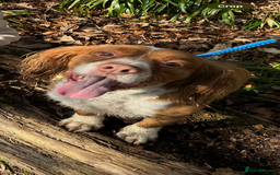 Cocker Spaniel dogs for sale: Free Cocker Spaniel to good home - Image 1