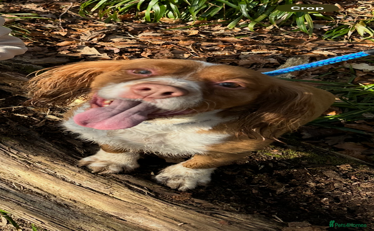 Cocker Spaniel dogs - Advert 11