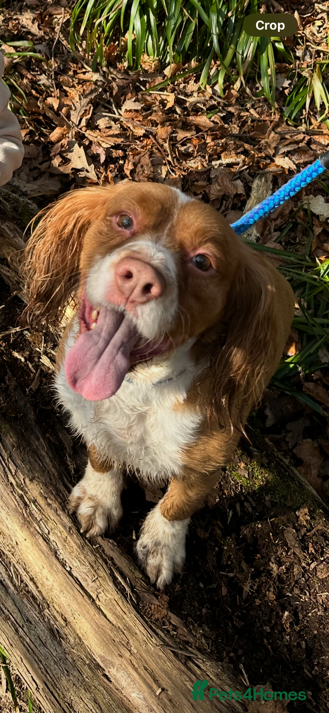Cocker Spaniel dogs for sale: Free Cocker Spaniel to good home - Image 1