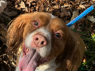 Cocker Spaniel dogs - Advert 12