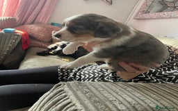 Mixed Breed dogs for sale: Border collie/Cocker Spaniel  - Image 16