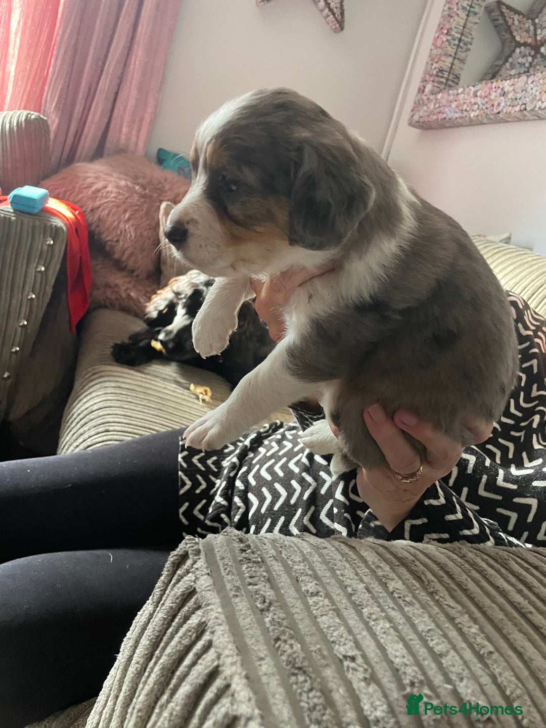 Mixed Breed dogs for sale: Border collie/Cocker Spaniel  - Image 16
