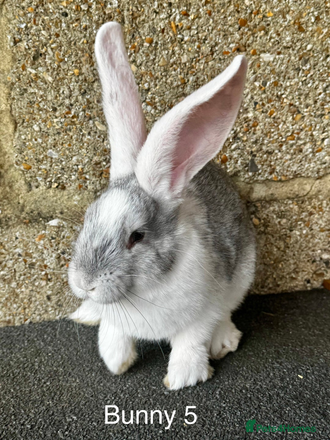 Continental Giant rabbits for sale: Pure continental giant rabbits - Image 6