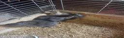 Chickens poultry for sale: Silkies available Pol and 6 weeks  - Advert 5