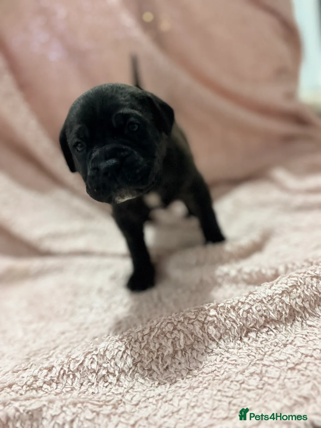 Cane Corso dogs for sale: 🏆 CHAMPION CANE CORSO PUPS 🏆/KC REGISTERED MERLE - Advert 15