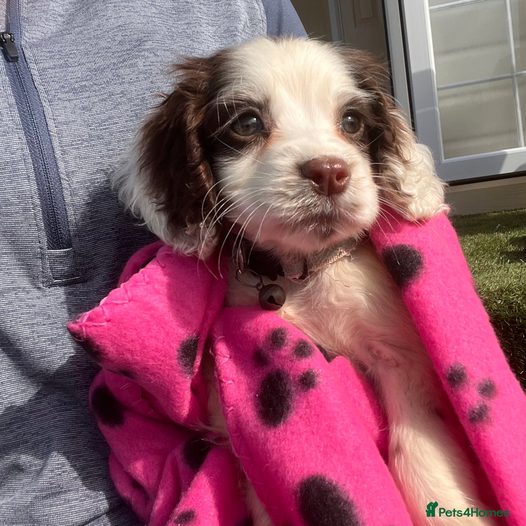 Cocker Spaniel dogs for sale: Cocker spaniel puppies - Image 15
