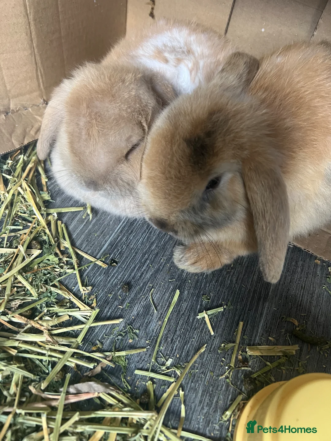 Mini Lop rabbits for sale: 2 baby lop bunnies (male) - Advert 1