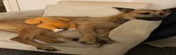 Mixed Breed dogs for sale: Finding a New Home for My Billy  - Advert 4