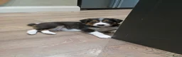 Border Collie dogs for sale: Border collie pups for sale - Advert 6