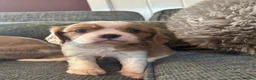 Cavalier King Charles Spaniel dogs for sale: KC Reg Cavalier Pups  - Advert 3