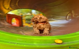 Toy Poodle dogs for sale: Adorable Toy Poodle Puppies  - Image 5