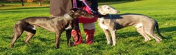Whippet dogs for stud: Eidynrock Sangoma with Silkspun ,Sportingbred.X in Glasgow - Advert 15