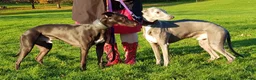 Whippet dogs for stud: Eidynrock Sangoma with Silkspun ,Sportingbred.X in Glasgow - Advert 15