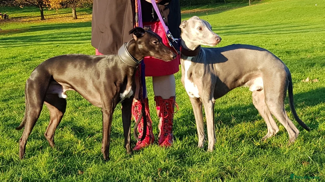 Whippet dogs for stud: Eidynrock Sangoma with Silkspun ,Sportingbred.X in Glasgow - Advert 15