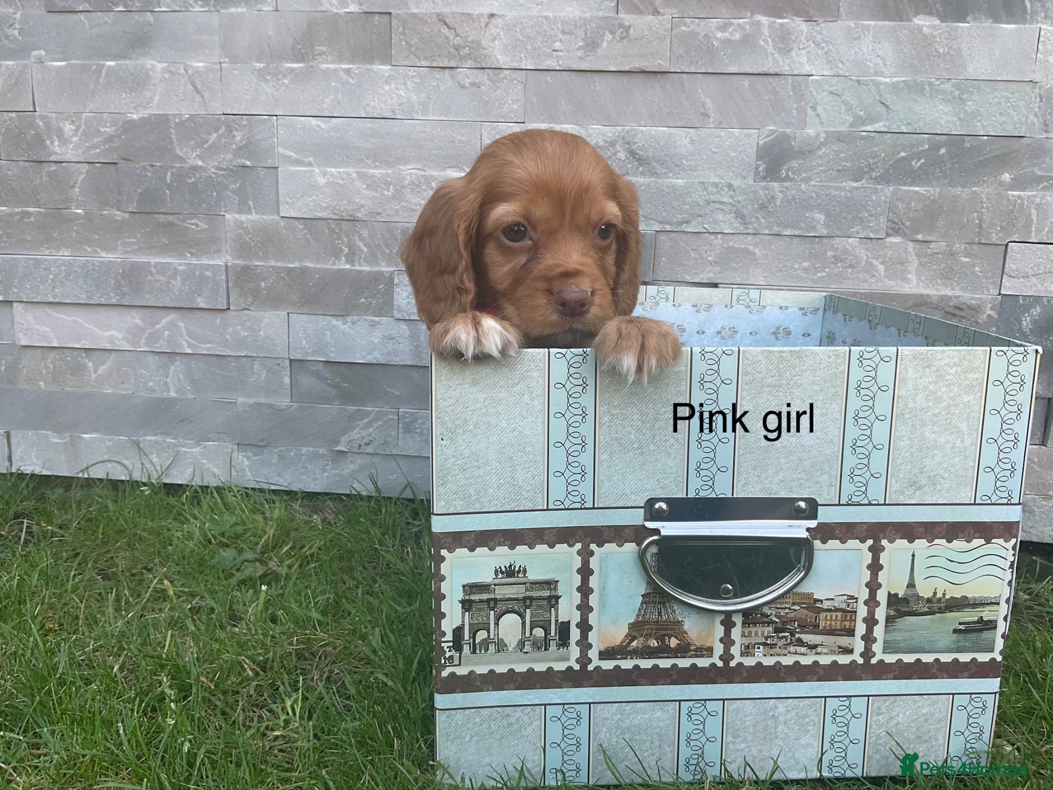 Cocker Spaniel dogs Fox red working cocker spaniels - Advert 2