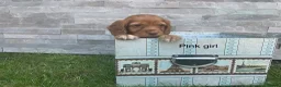 Cocker Spaniel dogs for sale: Fox red working cocker spaniels in Ingatestone - Advert 2
