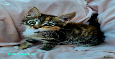Mixed Breed cats - Advert 6