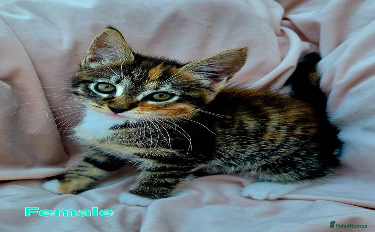 Mixed Breed cats for sale - Advert 2