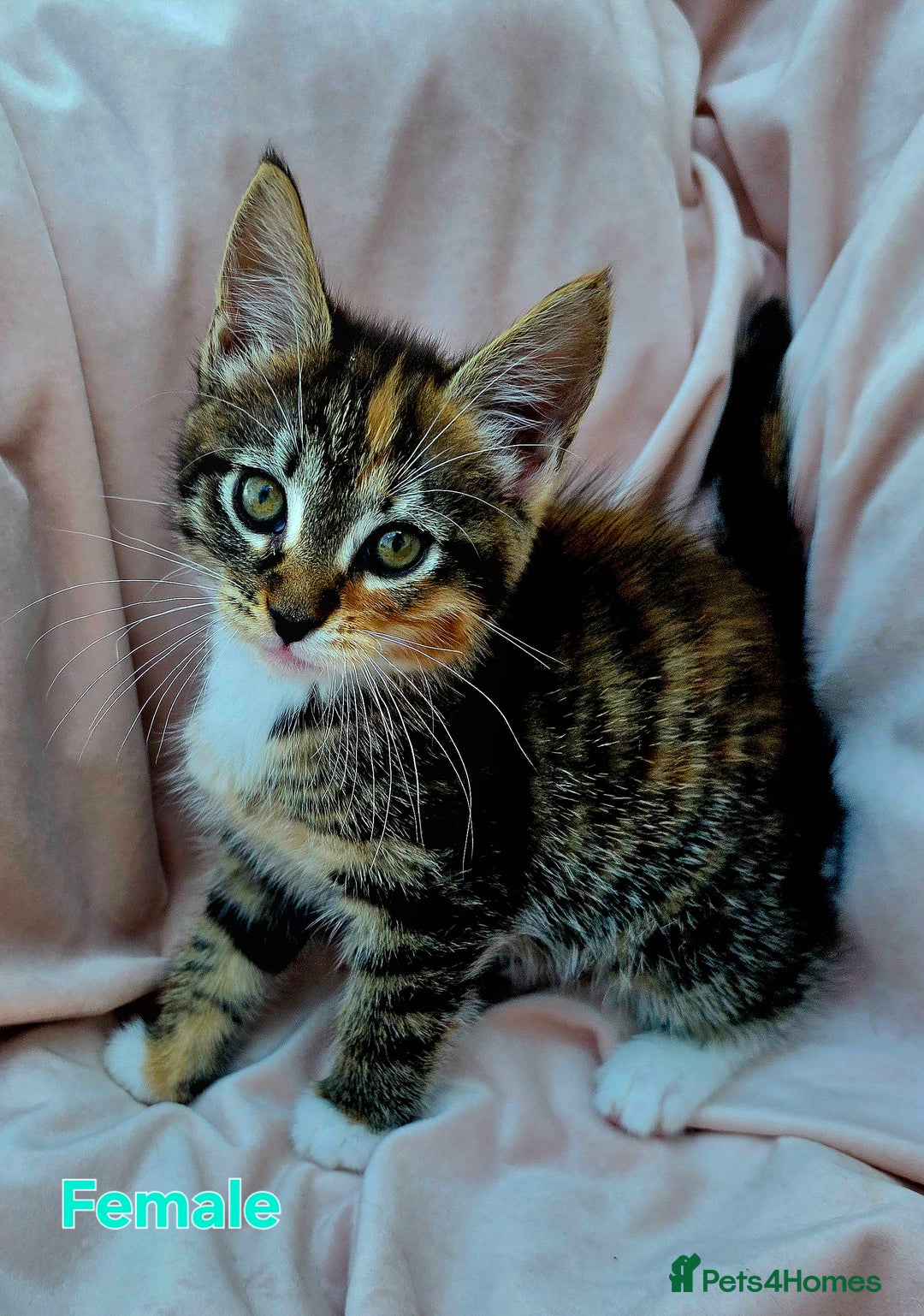 Mixed Breed cats for sale: Maine Coon Cross Kittens Still Available!! - Image 5