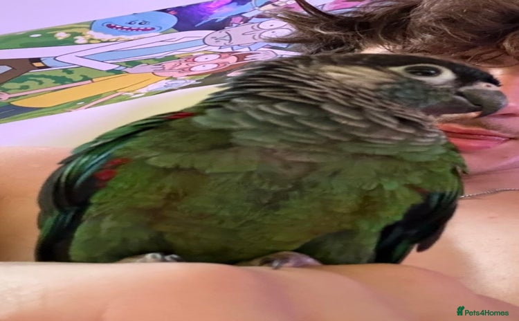 Conures birds - Advert 1