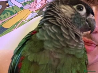 Conures birds - Advert 1