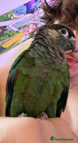 Conures birds - Advert 2