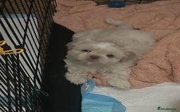 Shih Tzu dogs for sale: Lavender White Imperial Shih Tzu Puppies - Image 14