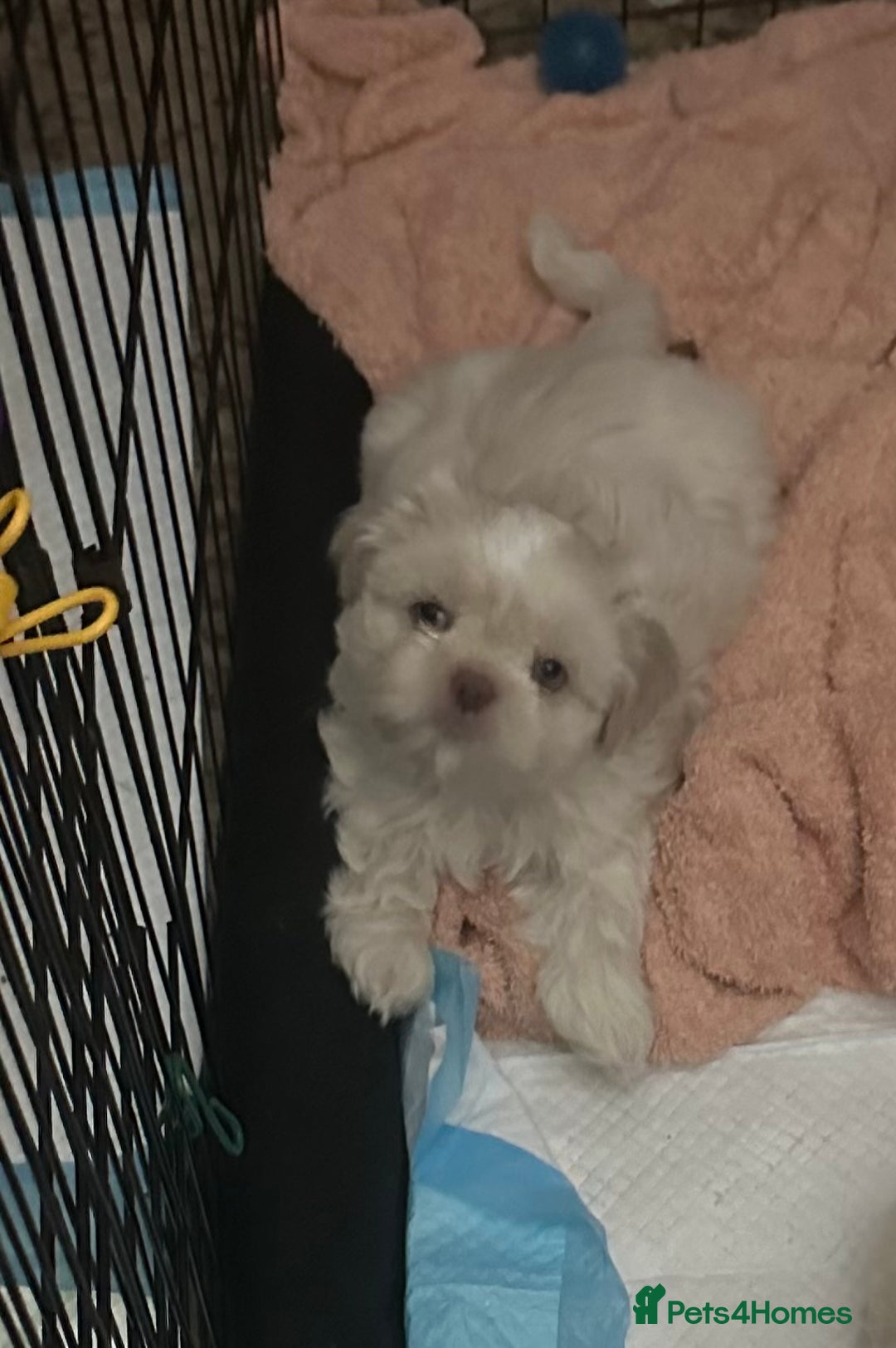 Shih Tzu dogs for sale: Lavender White Imperial Shih Tzu Puppies - Image 14