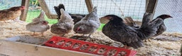 Chickens poultry for sale: Tiny Serama Bantams,Hens from £15.Good Selection. - Advert 7