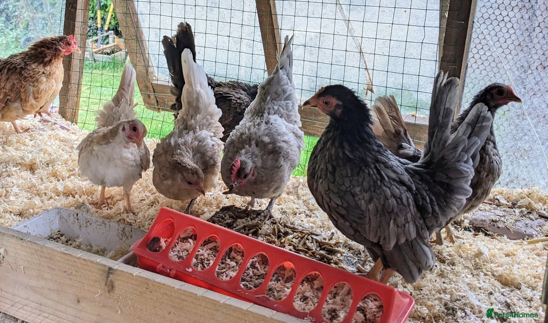 Chickens poultry for sale: Tiny Seramas Bantams,Adults & Youngsters. - Image 7