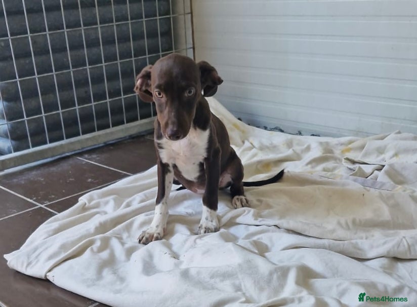 Mixed Breed dogs for adoption: ✨ LUNA IS READY FOR HER FOREVER HOME ✨ in Maidstone - Advert 5