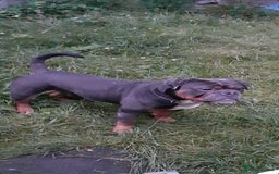 American Bulldog dogs for sale:  FREE Old Tyme bulldog looking for a family  - Image 1