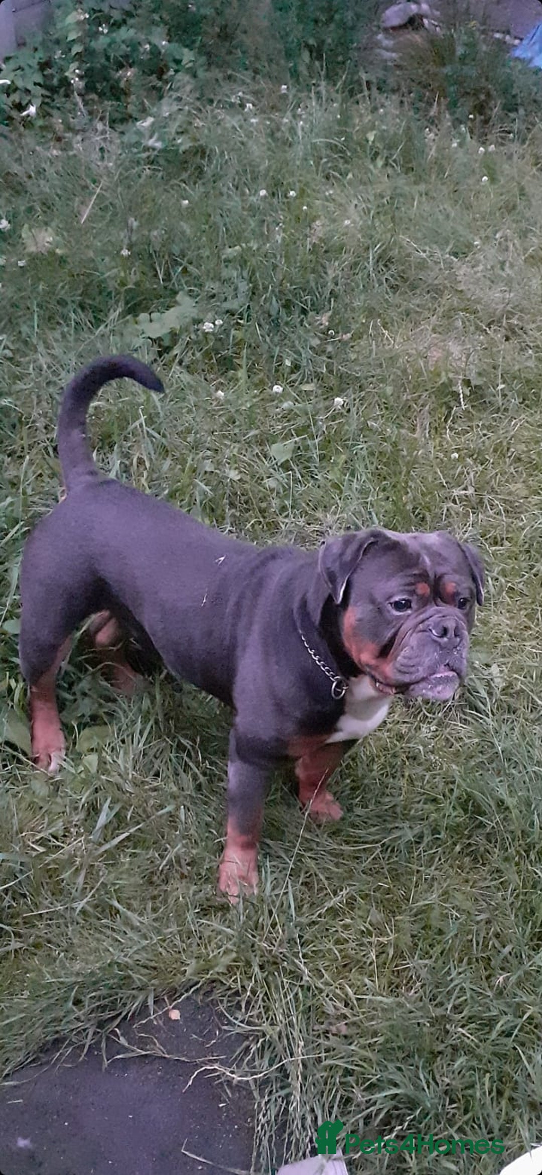American Bulldog dogs for sale:  FREE Old Tyme bulldog looking for a family  - Image 1