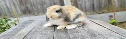 Mini Lop rabbits for sale: Mini Lop bunnies Pure Breed  - Advert 27