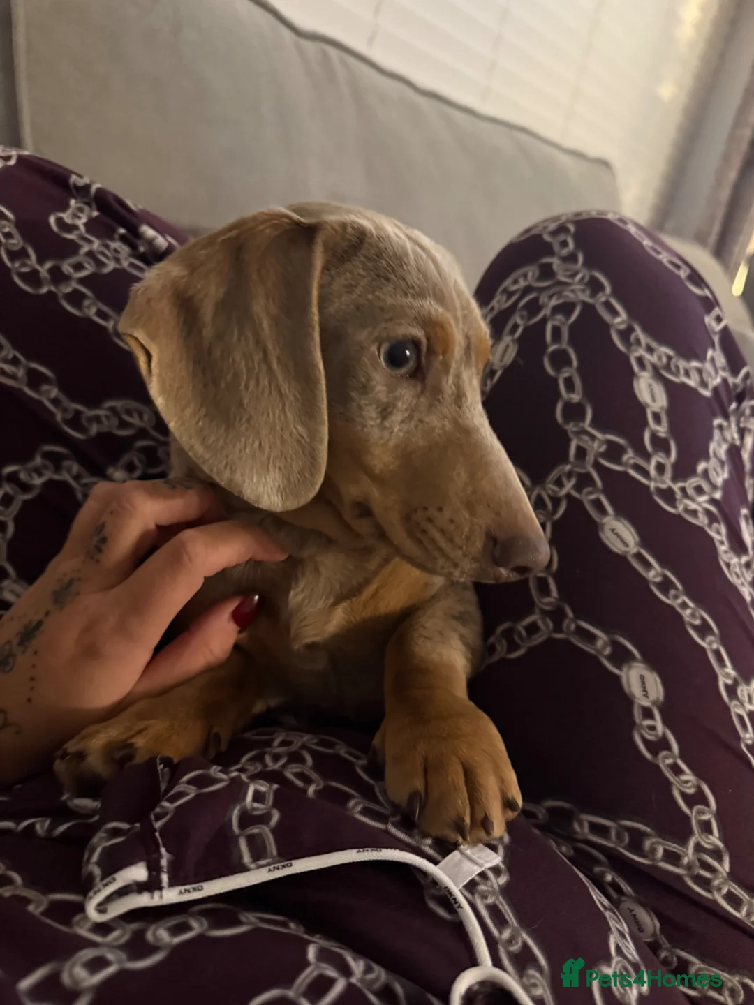 Miniature Dachshund dogs for sale: Isabelle dapple miniature dachund  in Wirral - Advert 2
