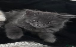Ragdoll cats for sale: Beautiful Persia dolls  - Image 6