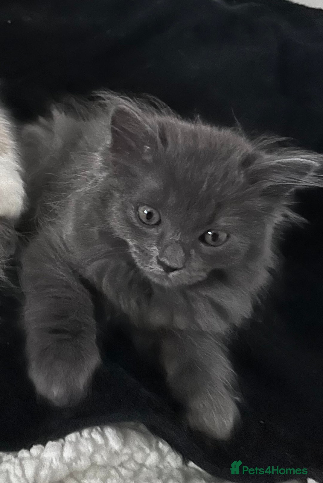 Ragdoll cats for sale: Beautiful Persia dolls  - Image 6