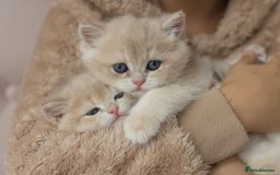 British Shorthair cats for sale: Cuddly Golden Blue British Shorthair girl  - Advert 12