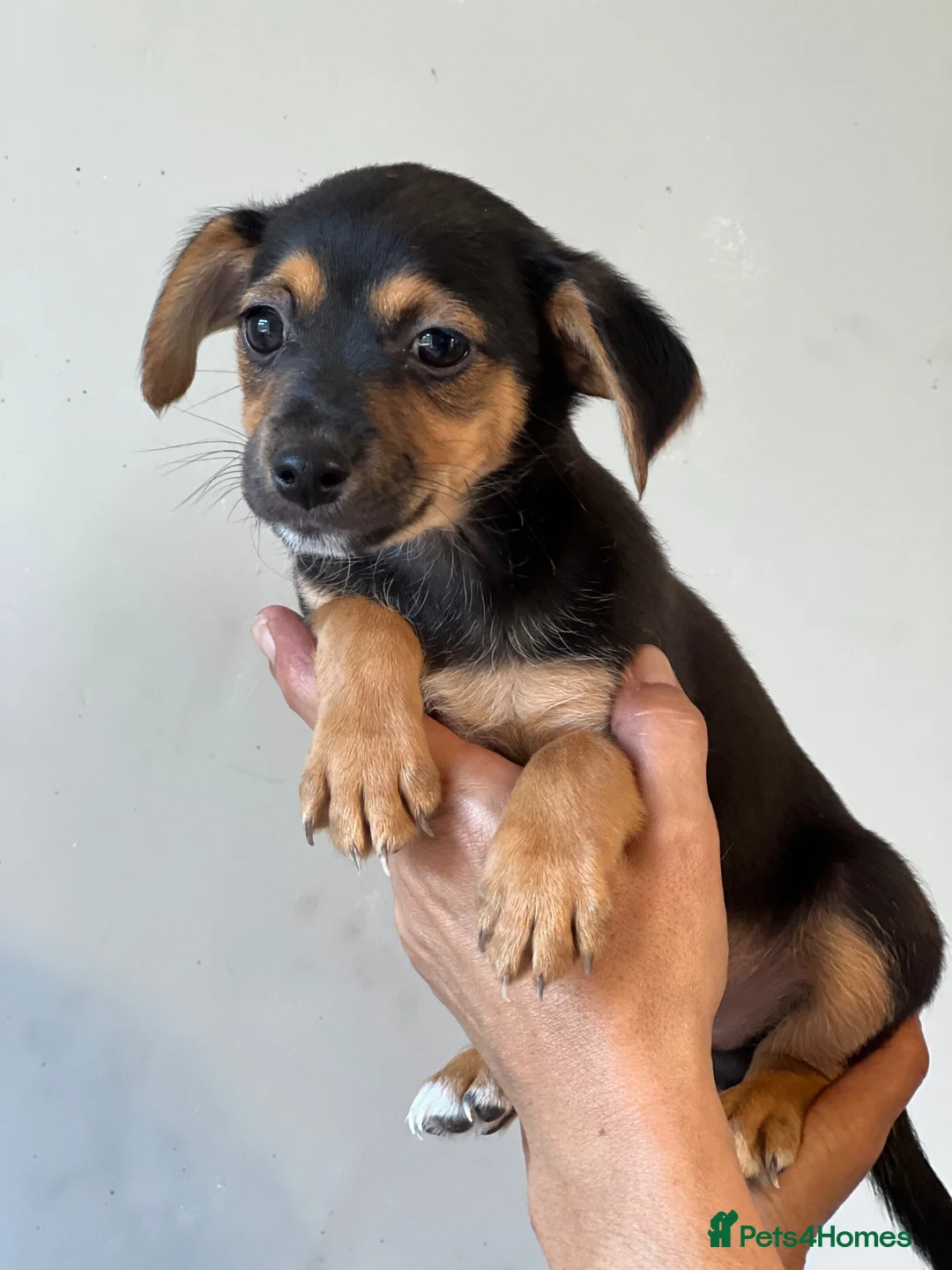 Patterjack dogs for sale: 3/4 jack Russel pups looking for new homes - Advert 10