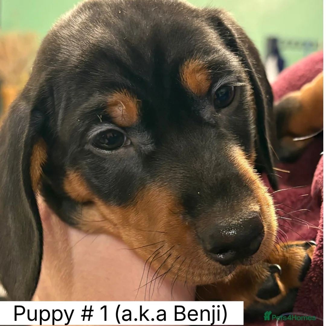 Miniature Dachshund dogs for sale: Miniature Dachshund Smooth Hair Puppies  - Advert 10