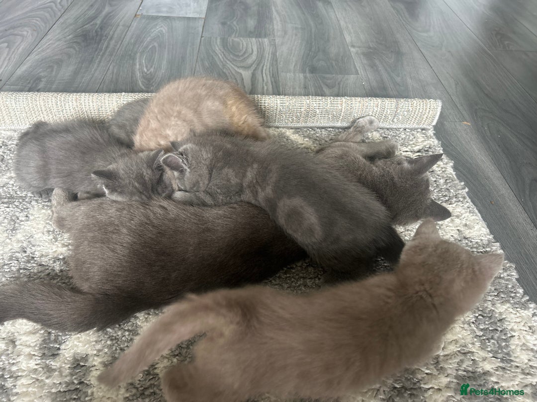 British Shorthair cats for sale: Beautiful British short hair kittens  in Manchester - Image 24